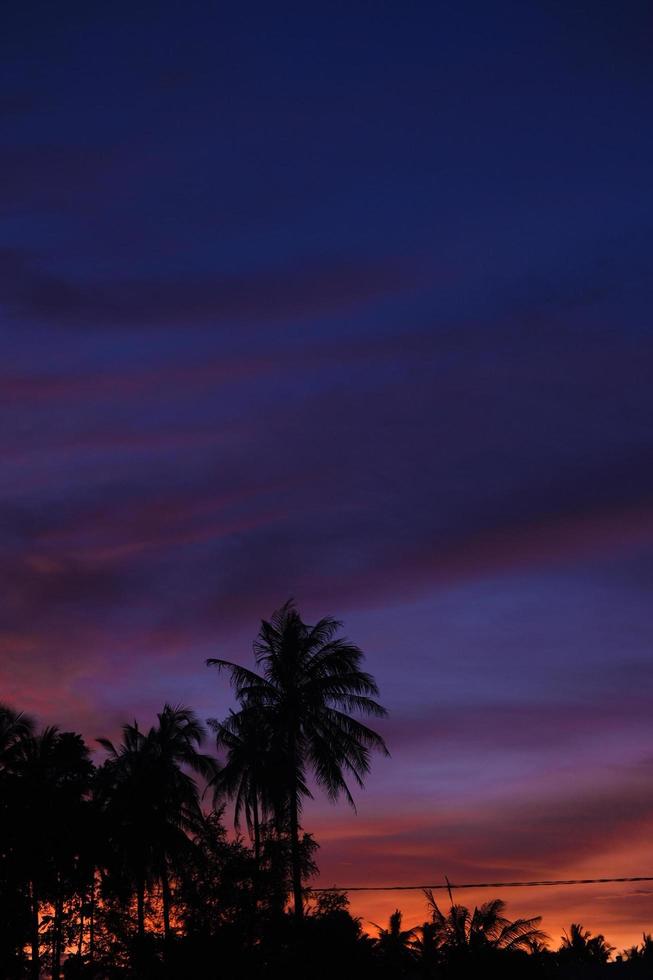 silhouette d'arbres avec fond de ciel crépusculaire photo