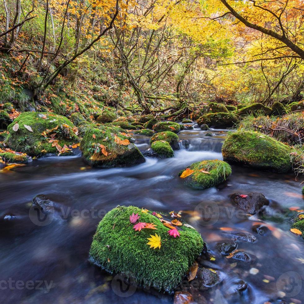 belle cascade dans la forêt, paysage d'automne photo