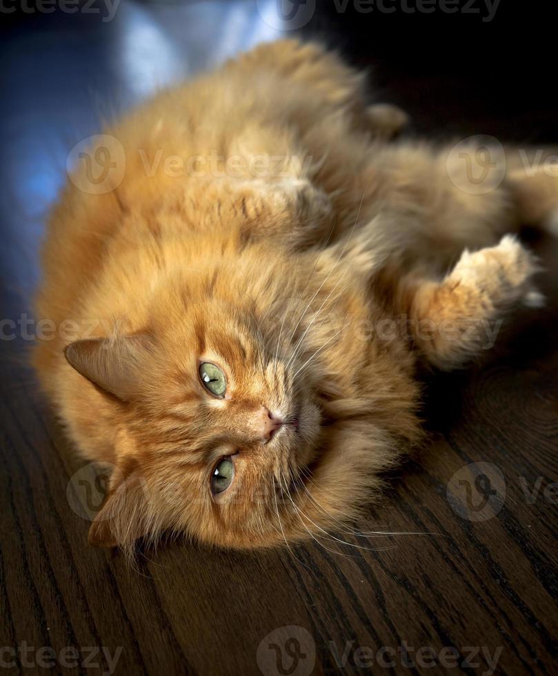 chat roux dodu sur le plancher photo