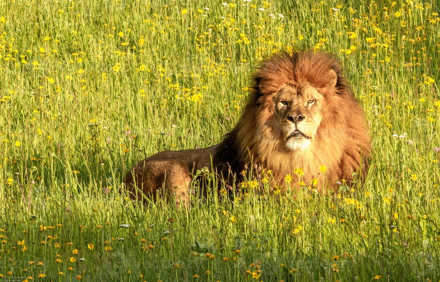 lion majestueux dans un pré photo