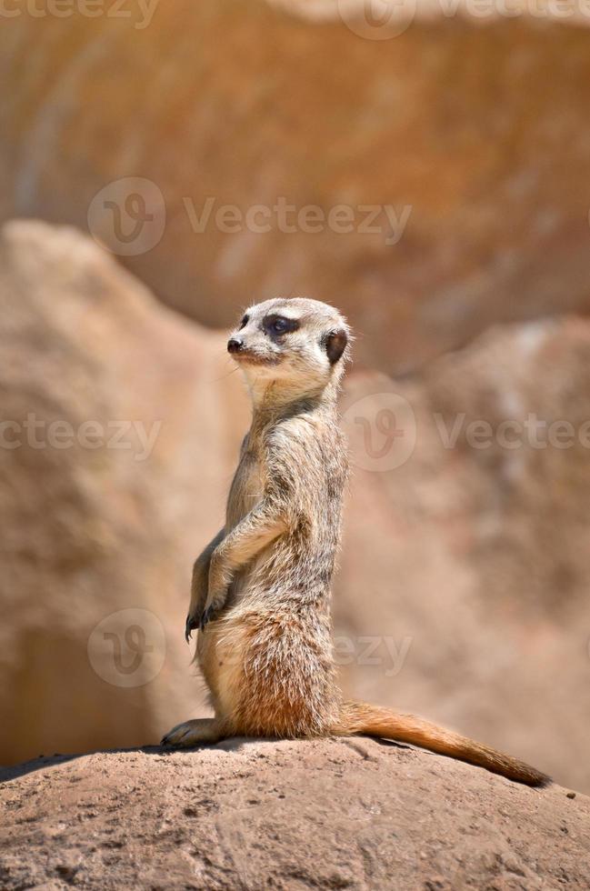 suricate suricate - suricata suricatta photo