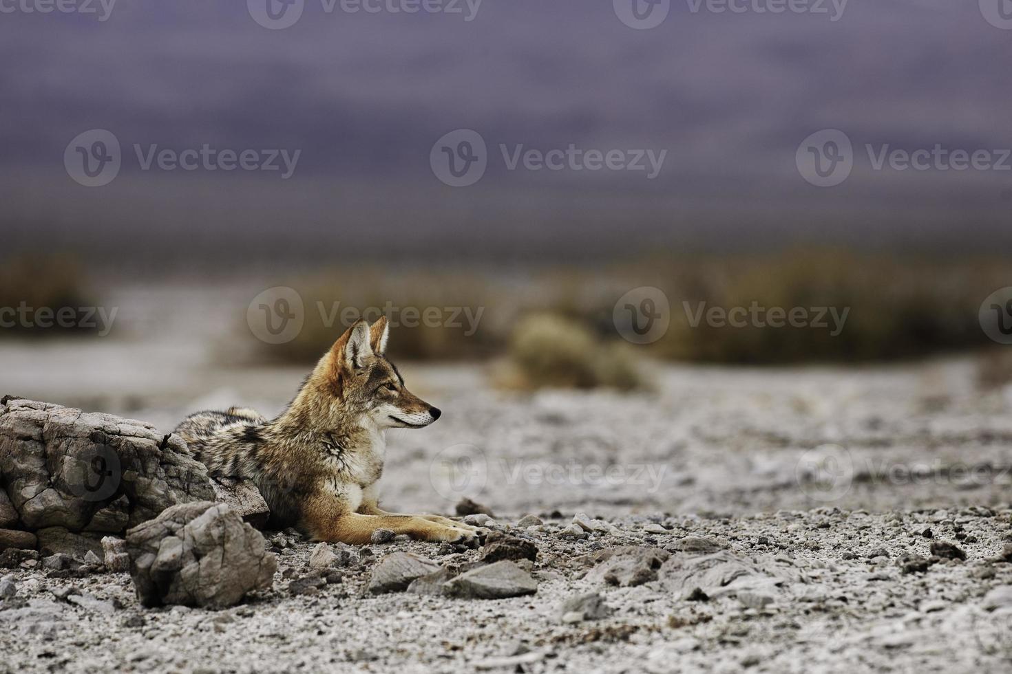 coyote de la vallée de la mort au repos photo