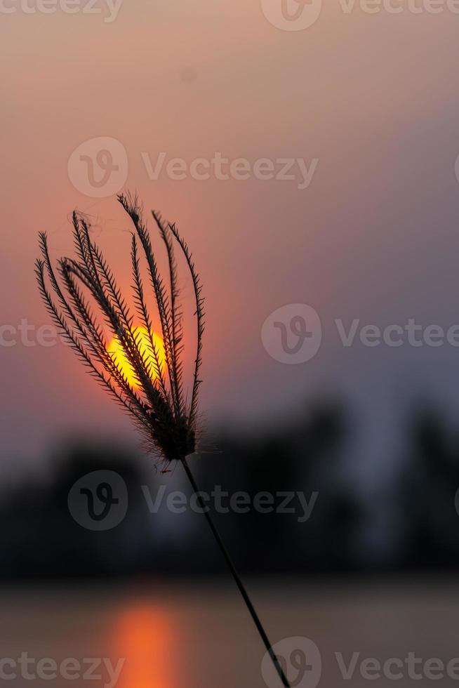 fleurs d'herbe dans la cour en été photo