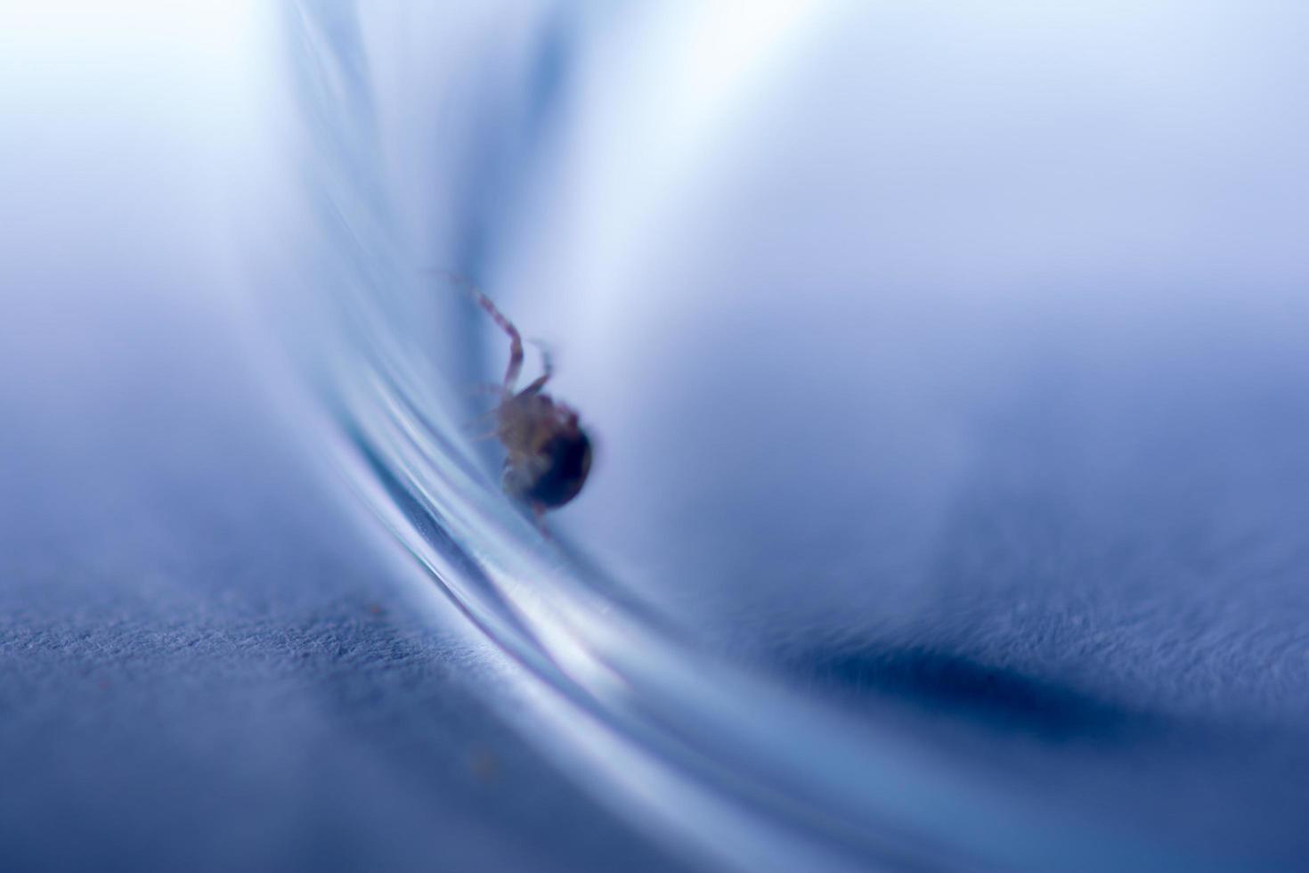 insectes flous dans un verre photo