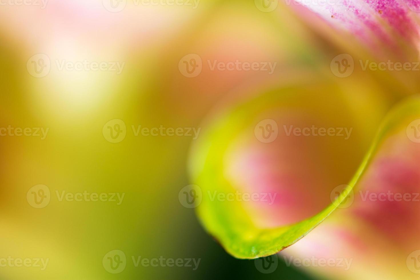 motif des pétales de fleur de tulipe siam photo
