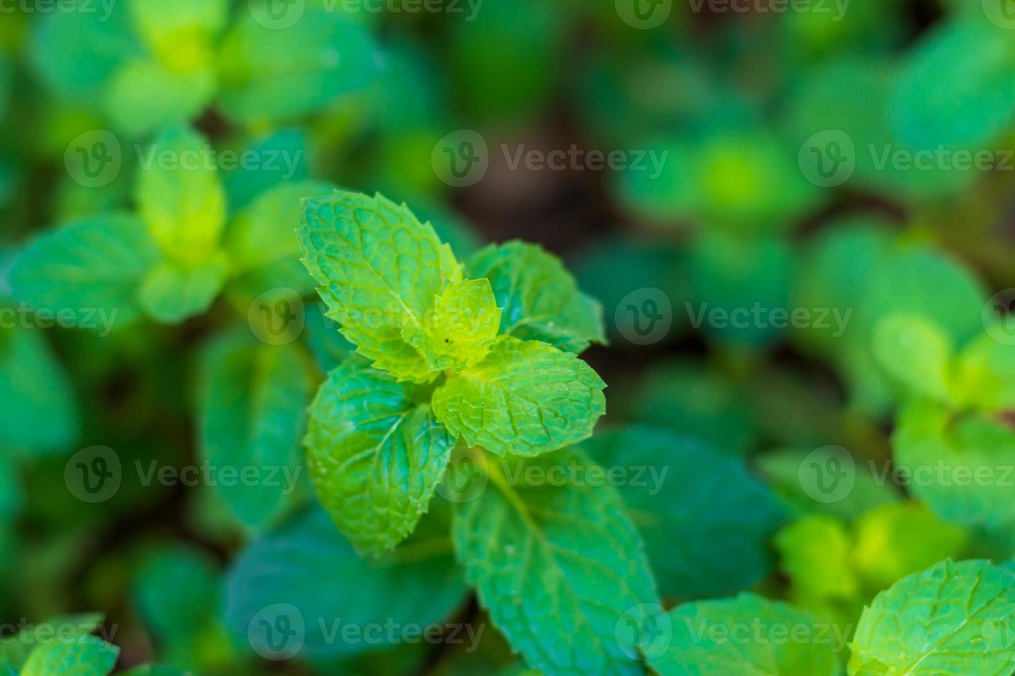 arbre de menthe poivrée sur le pot photo