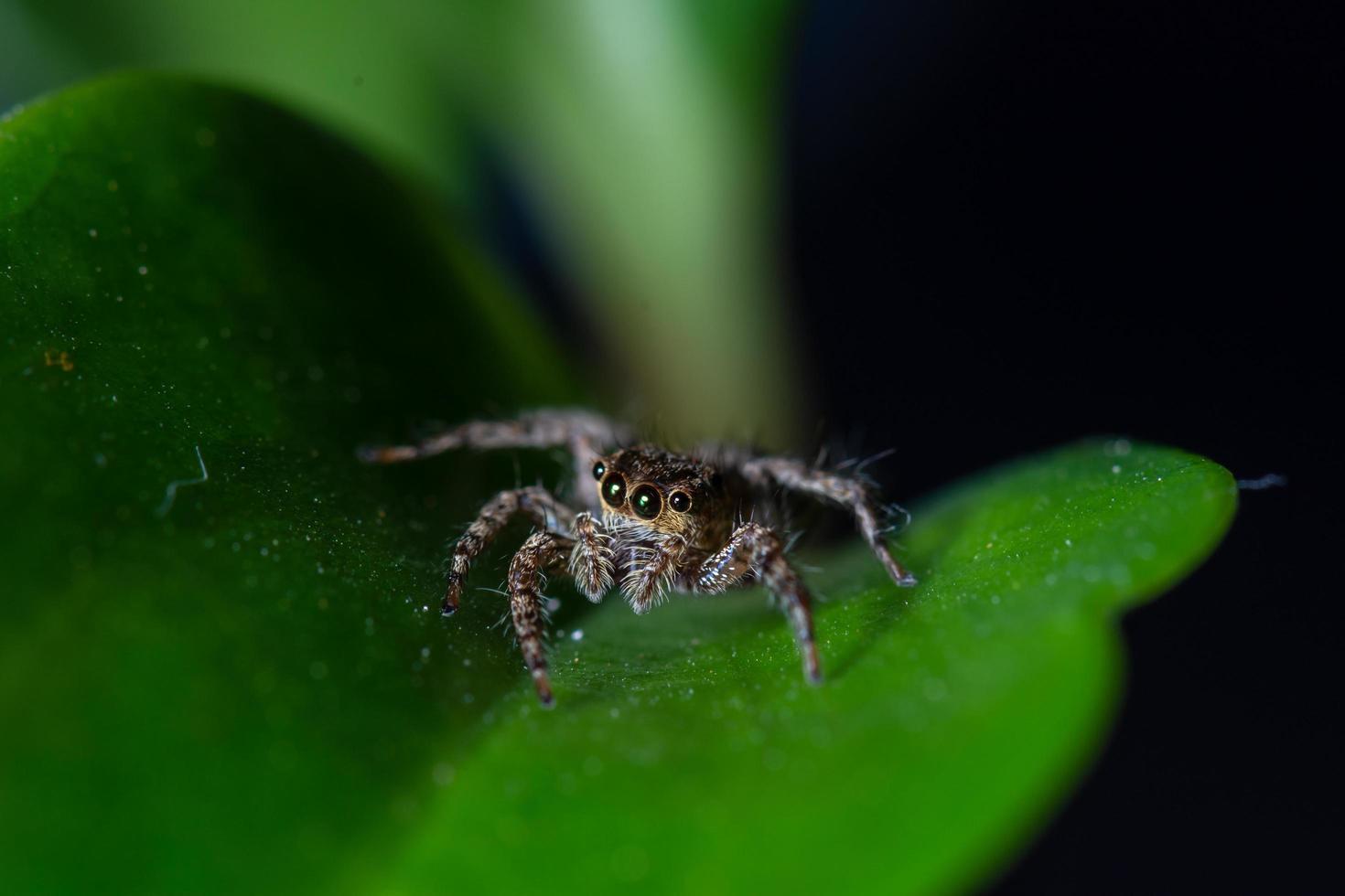 gros plan des araignées sauteuses sur les feuilles. photo