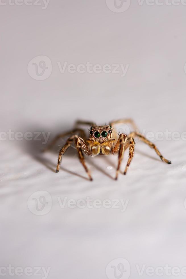 gros plan des araignées sauteuses sur le mur photo