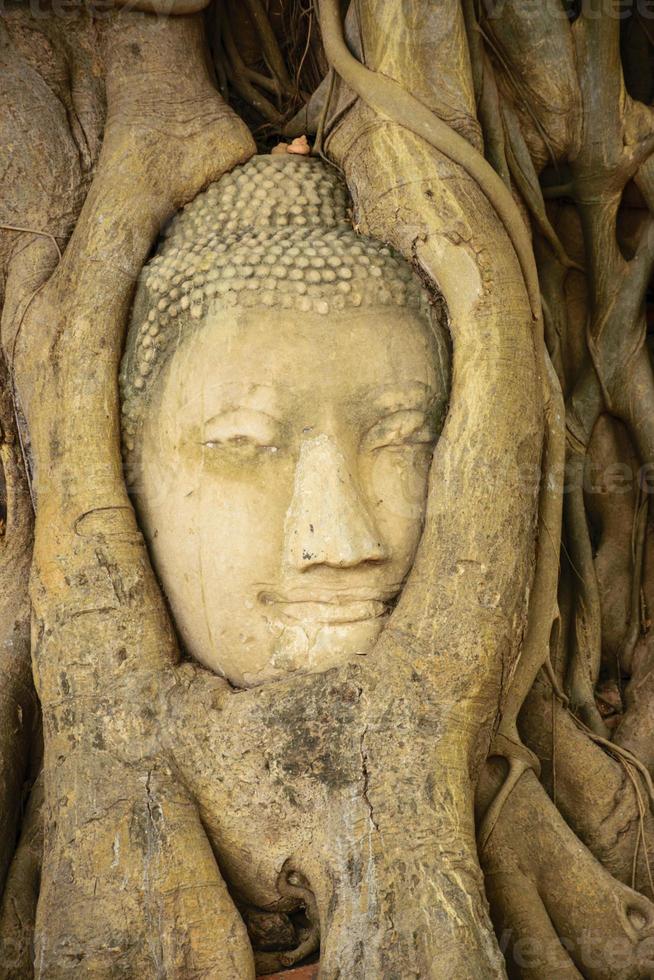 tête de bouddha dans un arbre en thaïlande photo