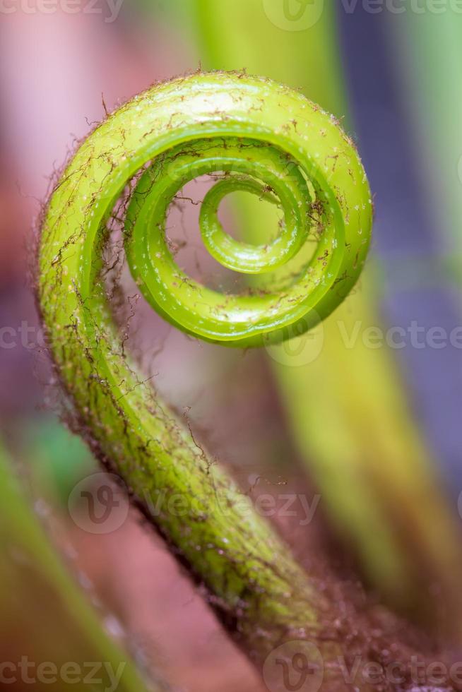 fermer la spirale des feuilles photo