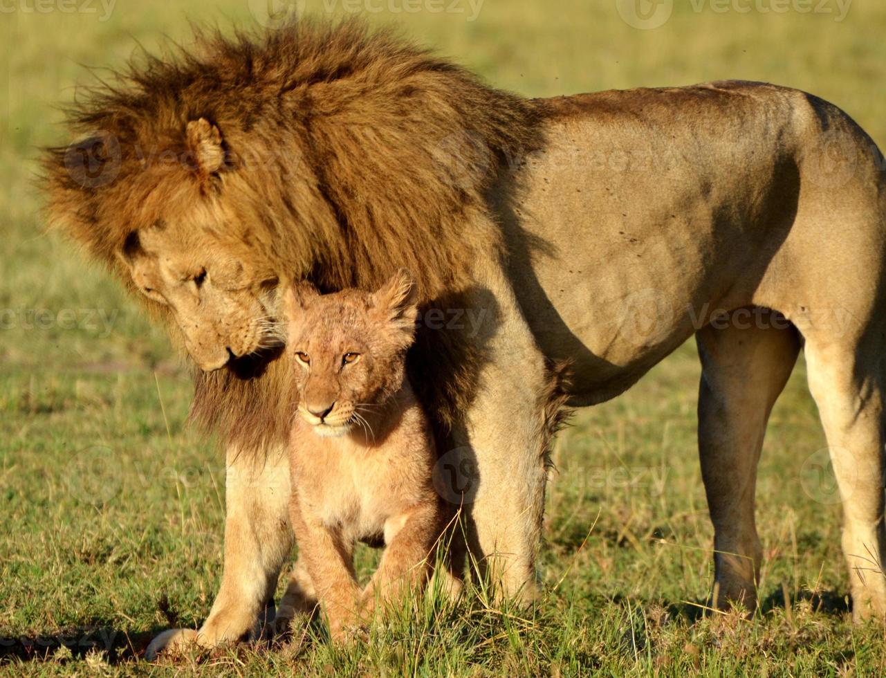 lions du serengeti photo