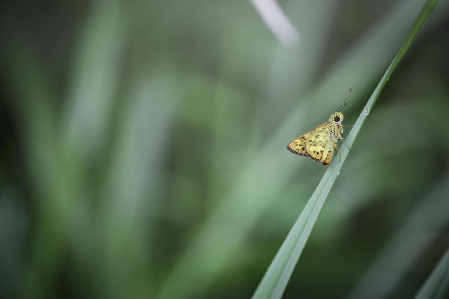 papillon sur feuille verte dans le champ d'été, bel insecte sur fond vert nature floue, faune dans le jardin de printemps, paysage naturel écologique photo