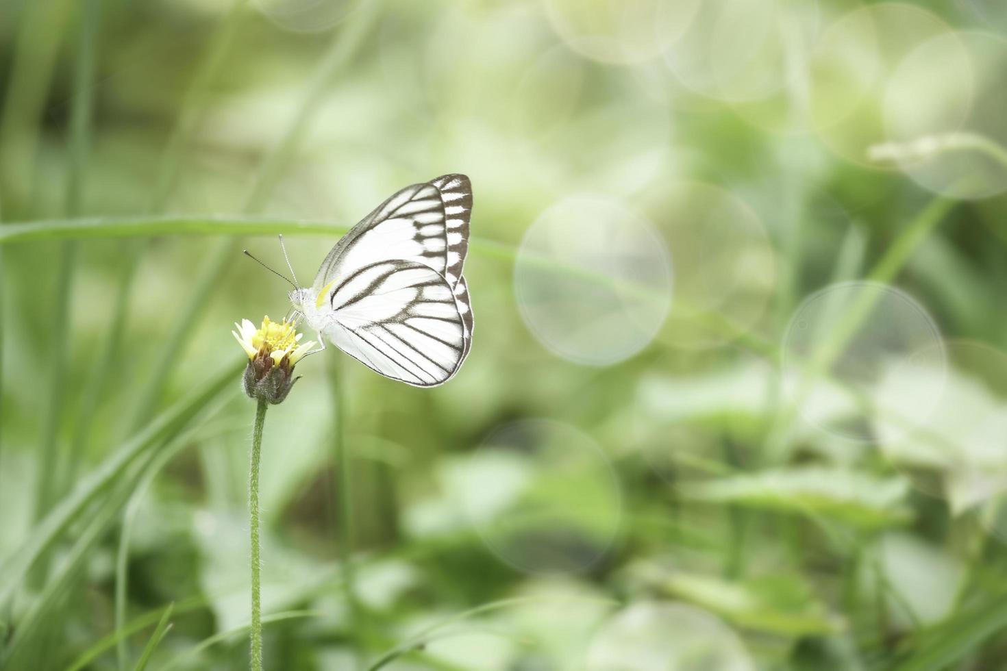 papillon sur fleur sauvage dans le champ d'été, bel insecte sur fond vert nature floue, faune dans le jardin de printemps, paysage naturel écologique photo