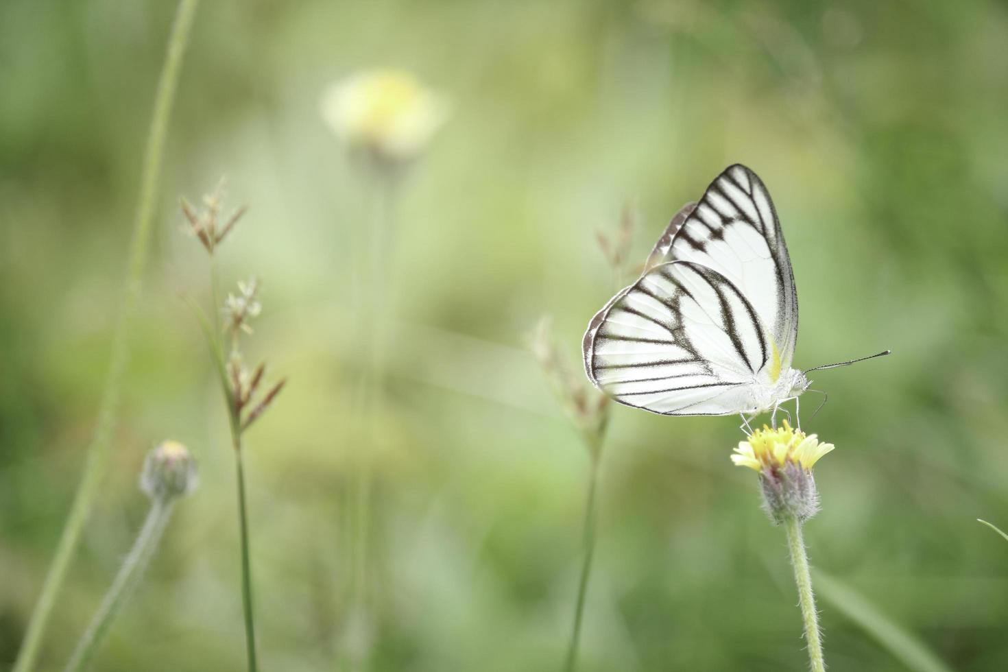 papillon sur fleur sauvage dans le champ d'été, bel insecte sur fond vert nature floue, faune dans le jardin de printemps, paysage naturel écologique photo