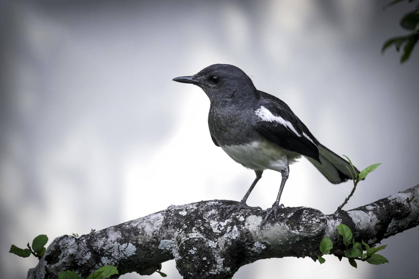 Oriental pie robin brid copsychus saularis perché sur un arbre en été gardent. photo