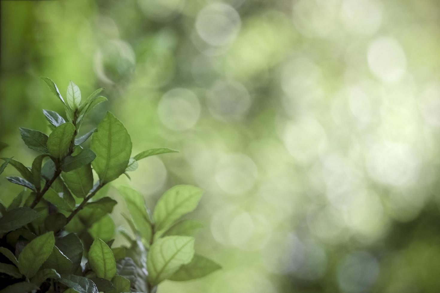 beau fond naturel vert, gros plan de feuilles vertes fraîches sous la lumière du soleil tôt le matin. plante à feuilles vertes au soleil, fond d'écran du matin du printemps photo