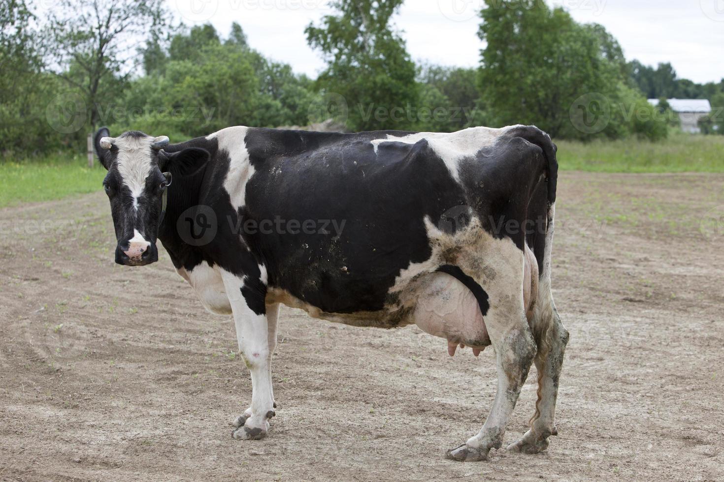 une vache noire avec des taches blanches se tient dans un champ et mâche de l'herbe, par beau temps, photo