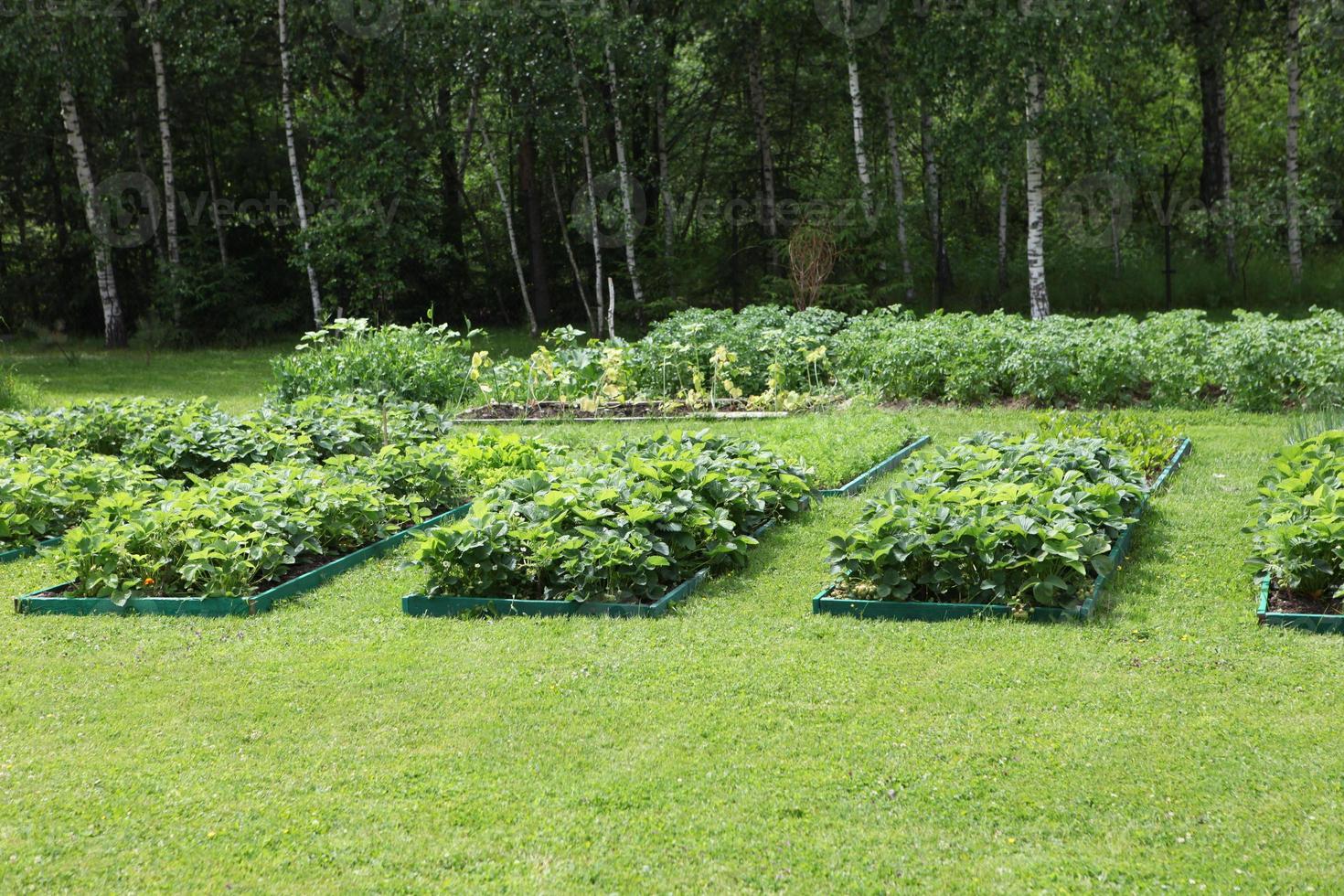 les lits sont joliment décorés sur la parcelle de jardin, lits avec batva de pommes de terre, photo