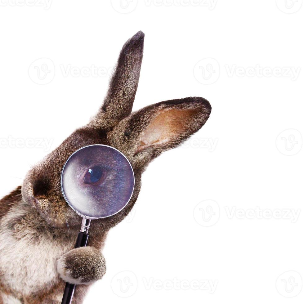 drôle de lapin de Pâques. concept de joyeuses fêtes de pâques. photo