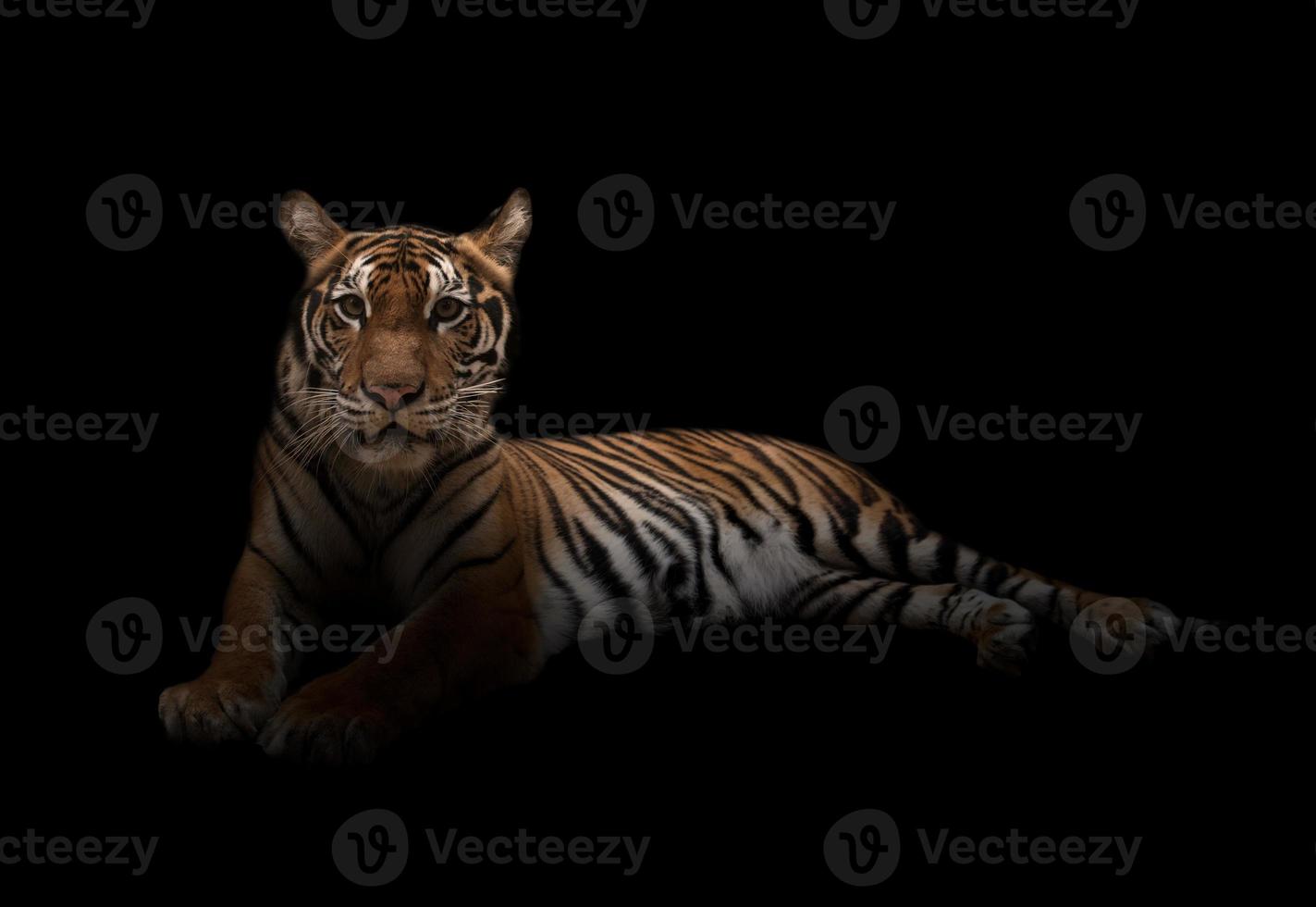 tigre du bengale femelle dans le noir photo