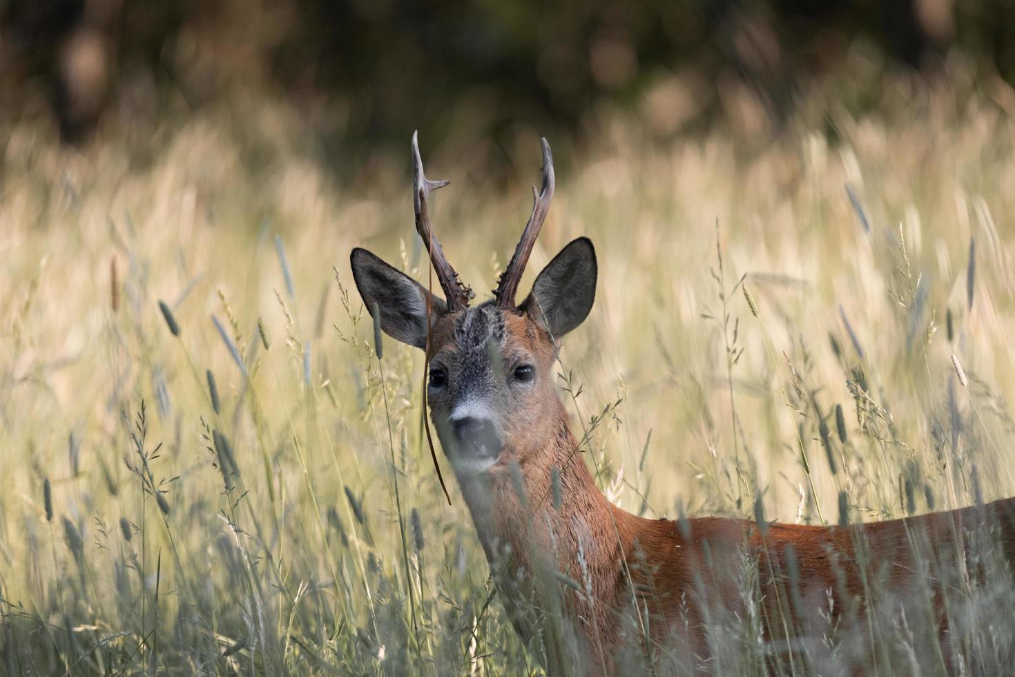 cerf sur un champ en finlande photo