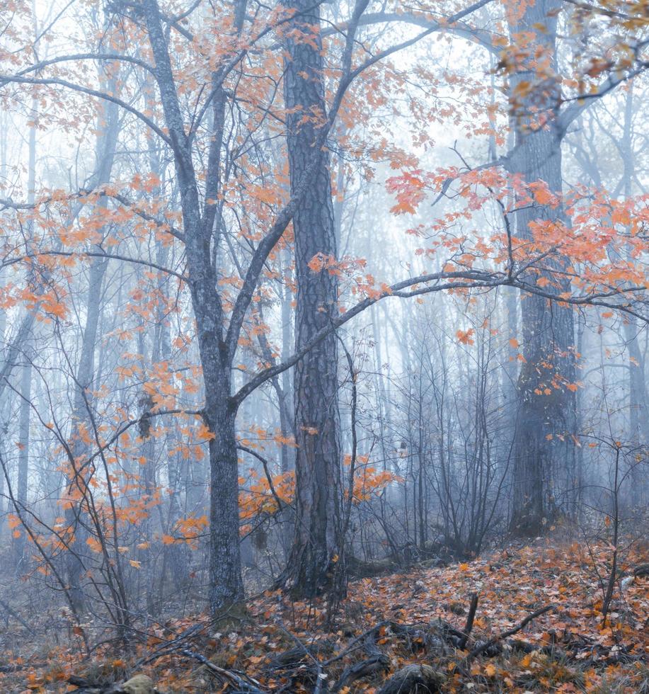 forêt brumeuse en automne. feuillage d'automne. photo