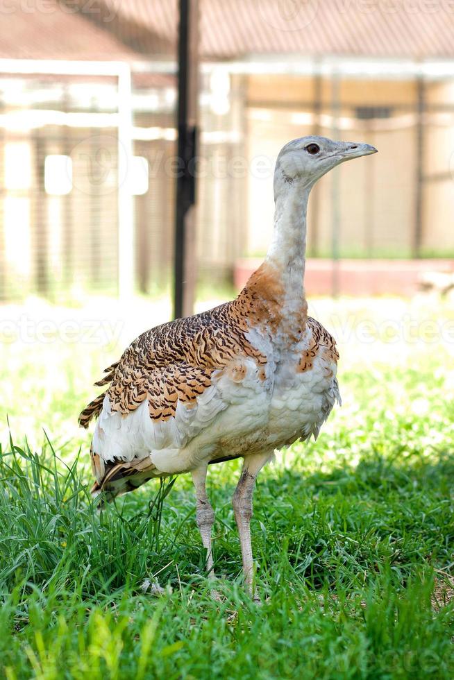 outarde dans l'herbe. volière pour oiseaux. ferme d'oiseaux photo