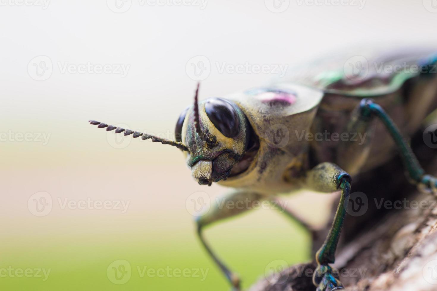 insecte brésilien photo
