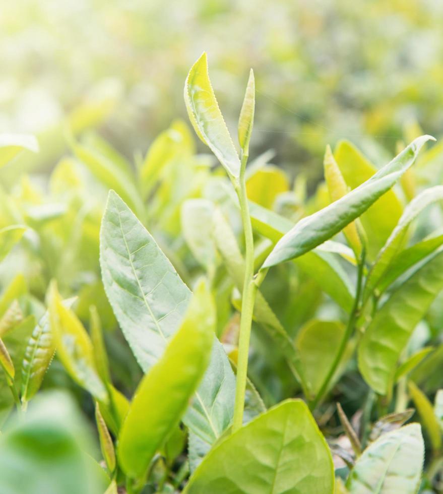 belle feuille de récolte de thé vert le matin avec lumière du soleil, pousse fraîche sur le concept de conception de plante d'arbre, gros plan, macro. photo
