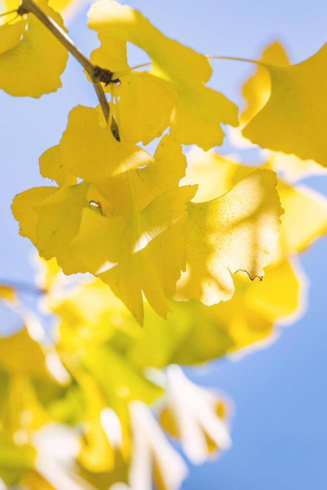 concept de design - beau ginkgo jaune, feuille d'arbre gingko biloba en automne en journée ensoleillée avec la lumière du soleil, gros plan, bokeh, arrière-plan flou. photo