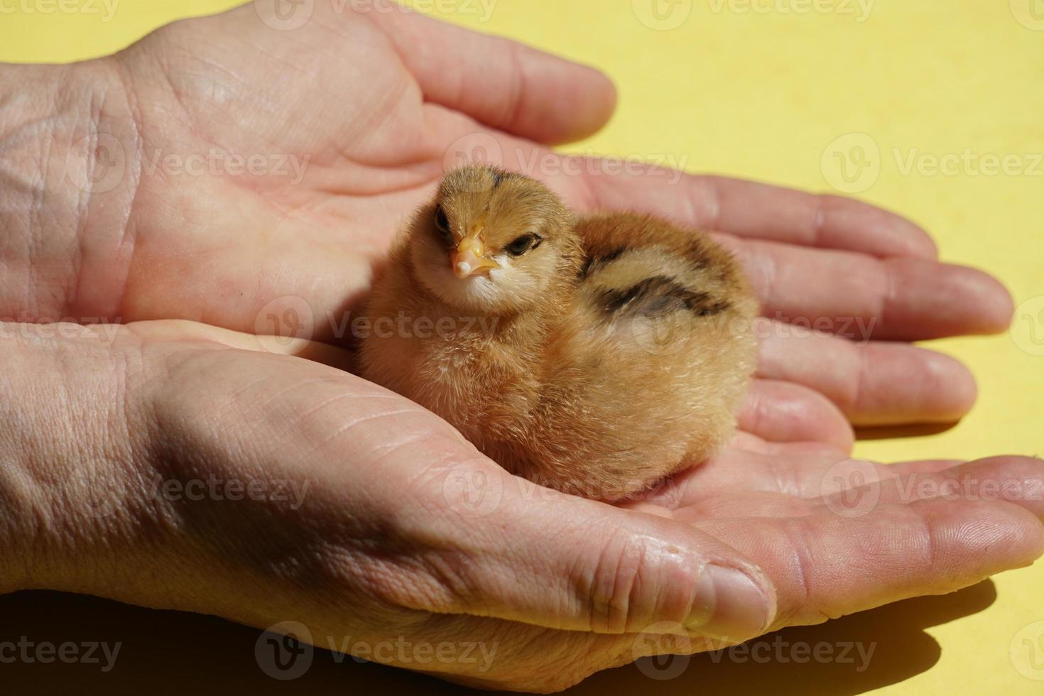 une femme européenne tient un poussin. fermière et domestique allemand faverolles, photo