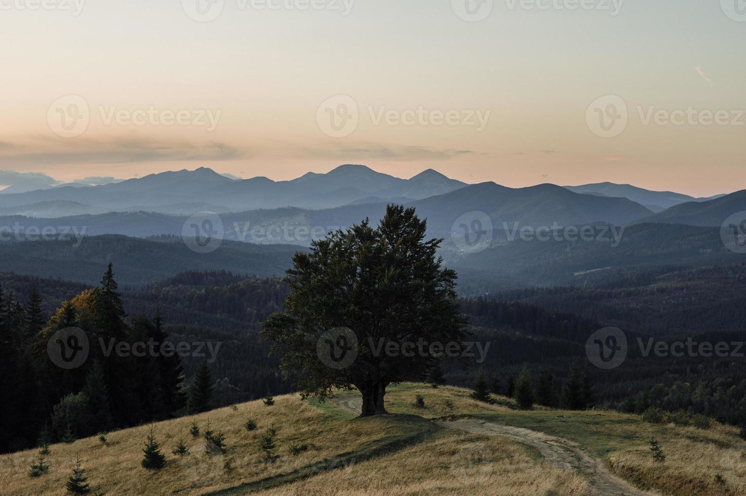 majestueux hêtre seul sur une pente de colline avec des poutres ensoleillées dans la vallée de montagne. scène matinale colorée dramatique. feuilles d'automne rouges et jaunes. carpates, ukraine, europe. monde de la beauté. photo