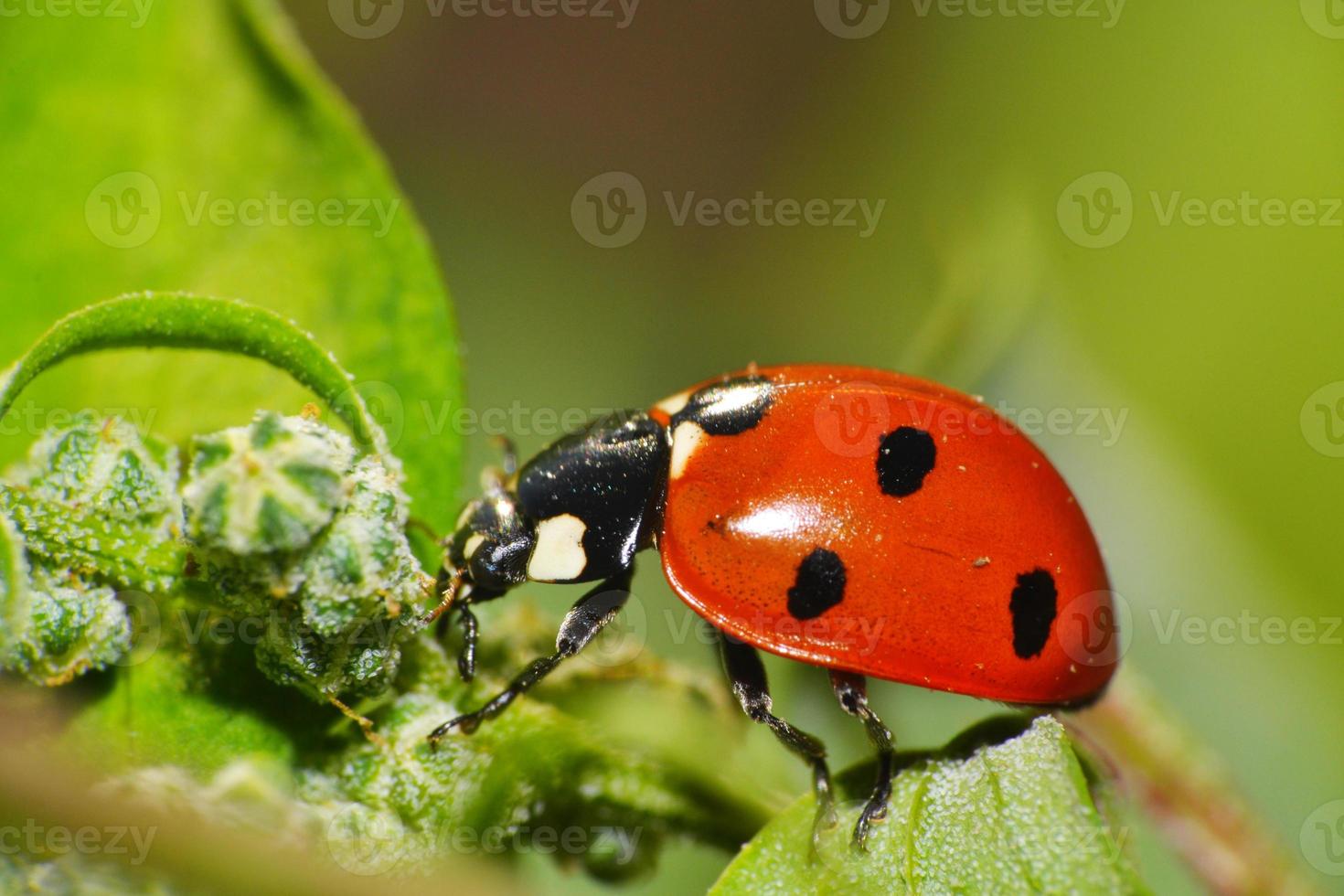 coccinelle rouge photo
