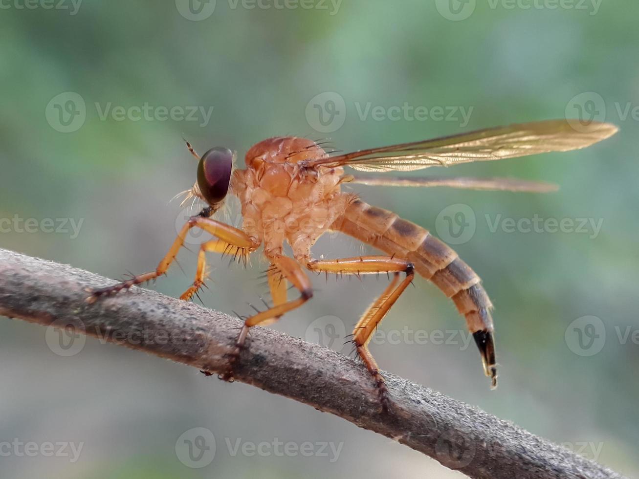 Robberfly or sur des brindilles avec un fond naturel photo