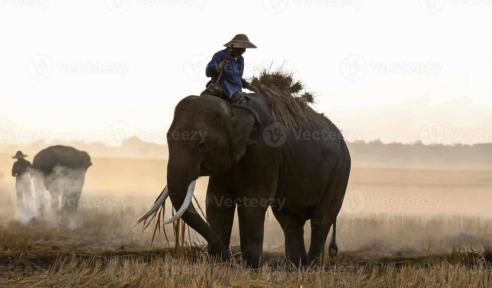 silhouette mahout balade à dos d'éléphant sous l'arbre avant le lever du soleil photo