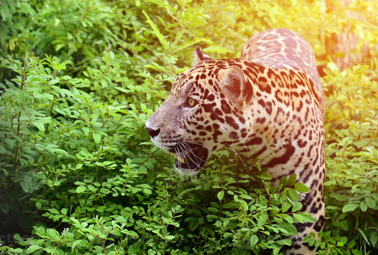 jaguar panthère onca photo