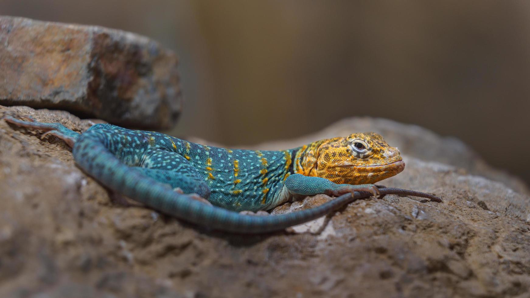 lézard à collier commun photo