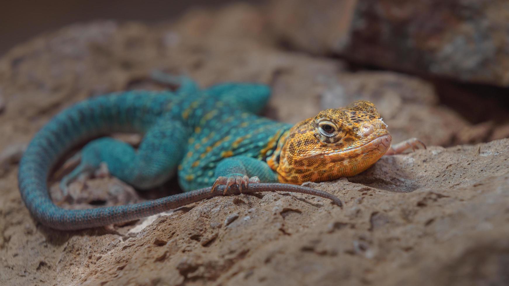 lézard à collier commun photo