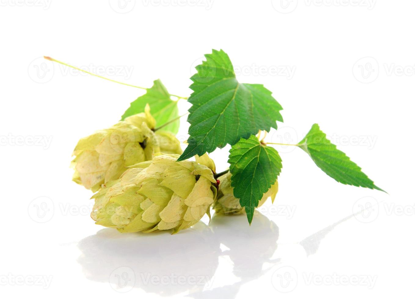 ingrédient de houblon pour la bière photo