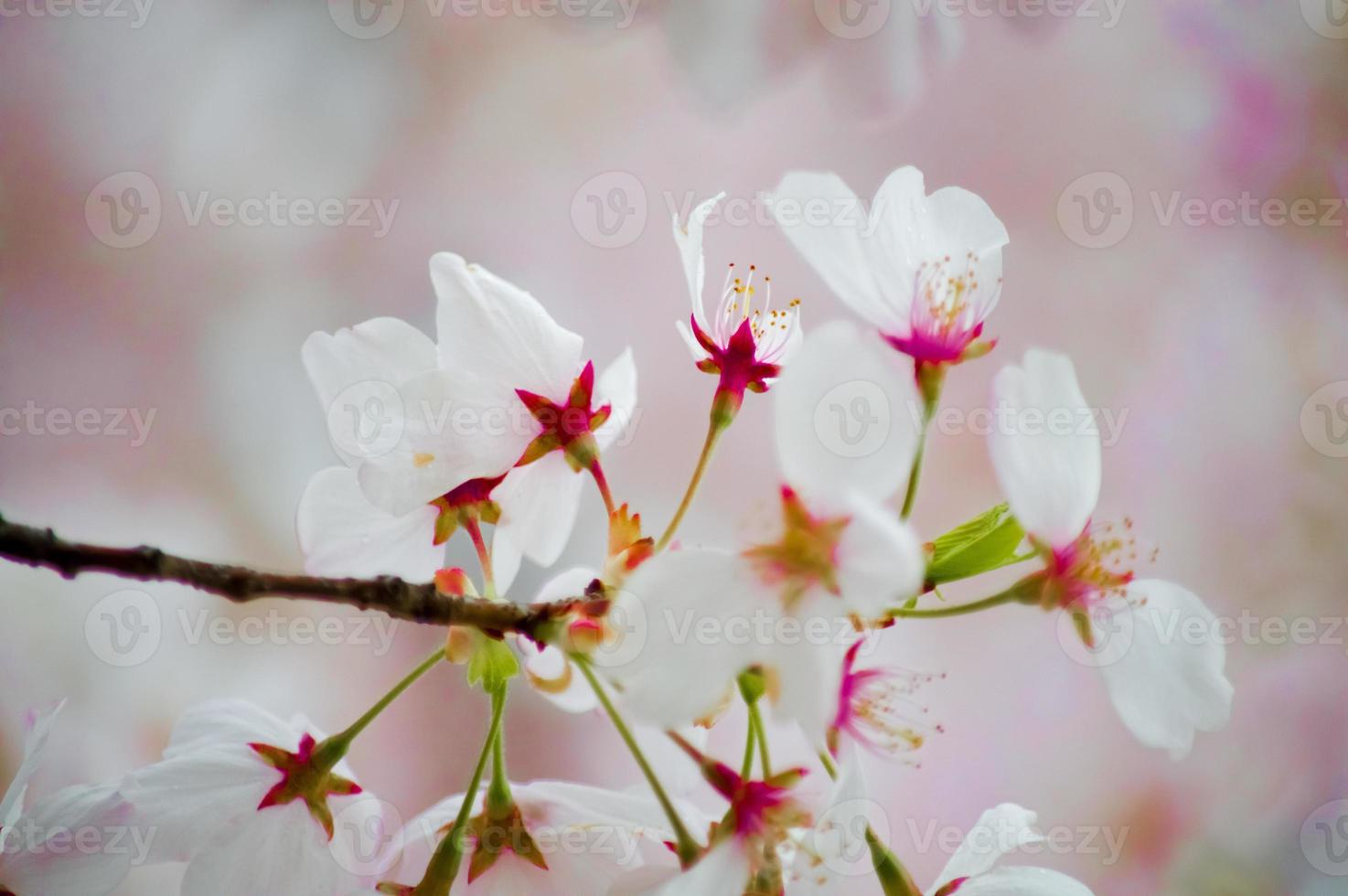 la beauté de la fleur de cerisier vue au new jersey photo