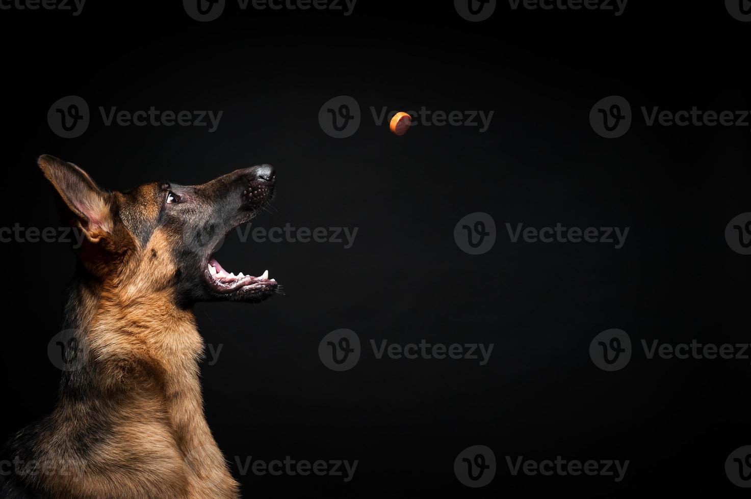 portrait d'un berger allemand avec une bouche ouverte. elle attrape une saucisse, devant un fond noir isolé. photo