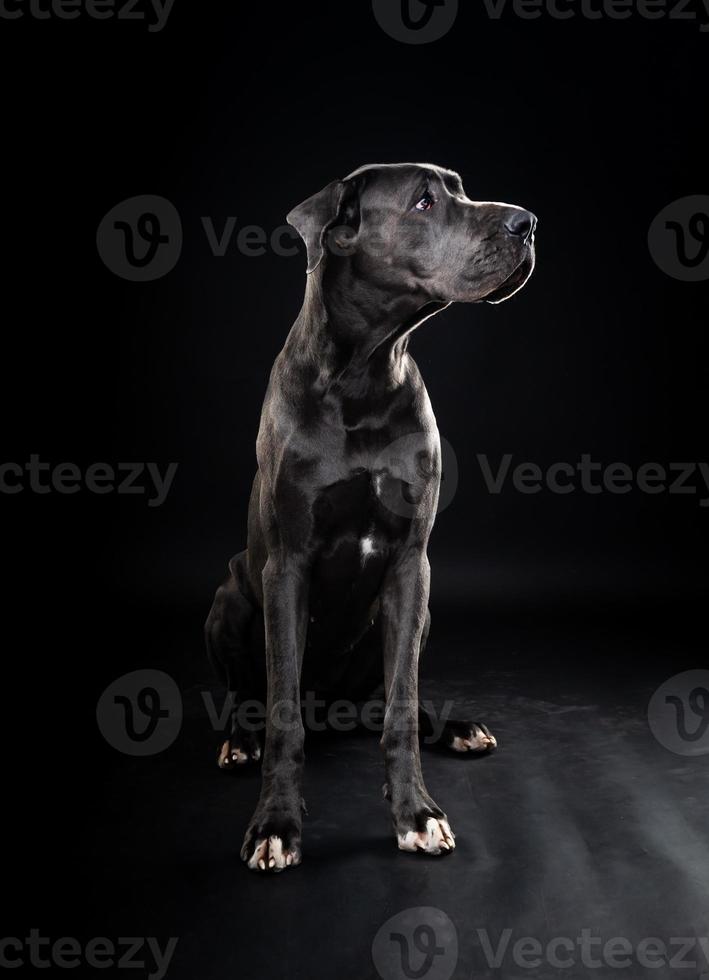 portrait d'un chien dogue allemand, sur un fond noir isolé. photo