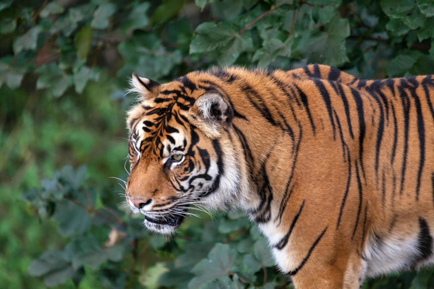 tigre de sumatra gros plan photo