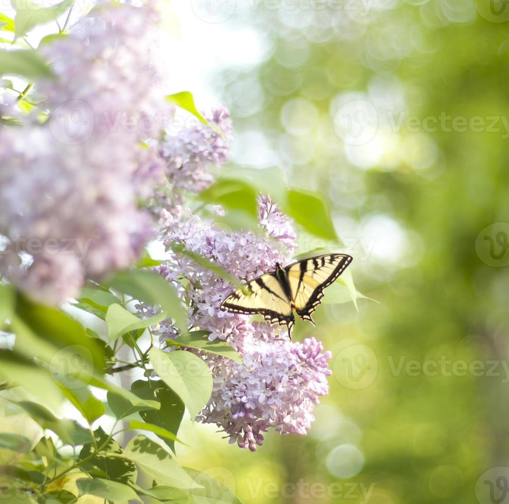 papillon de printemps photo