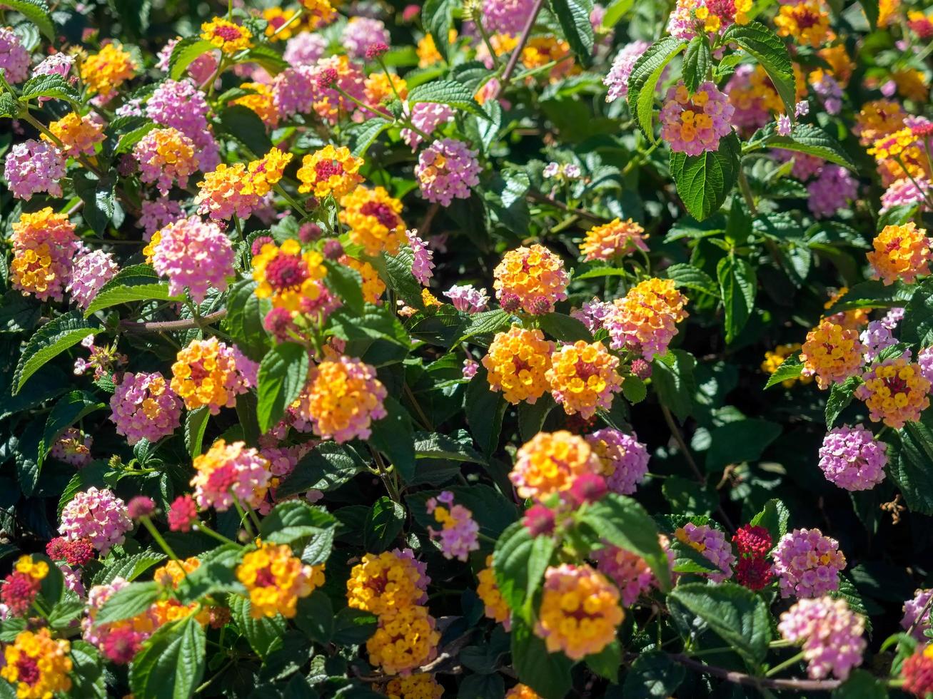 Lantana camara arbuste à marbella espagne photo