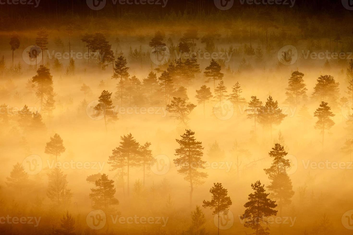 paysage de marais brumeux photo