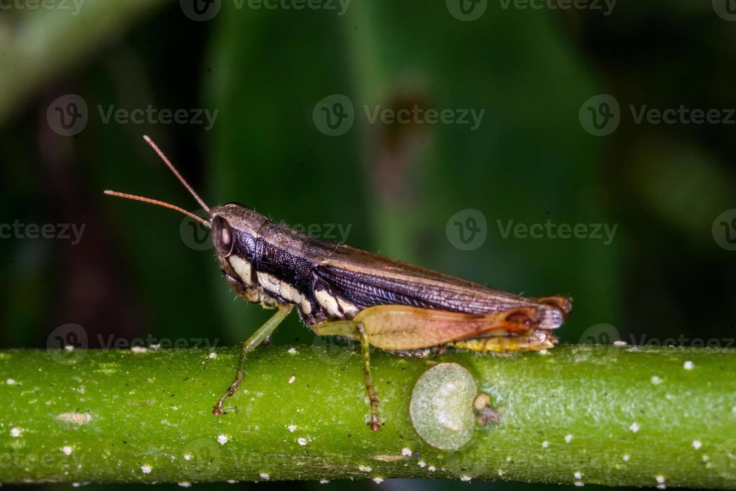 sauterelle sur l'herbe verte. photo