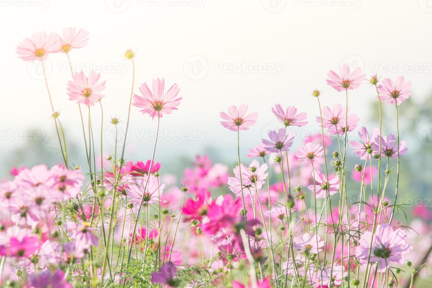 mise au point douce et sélective du cosmos, fleur floue pour le fond, plantes colorées photo