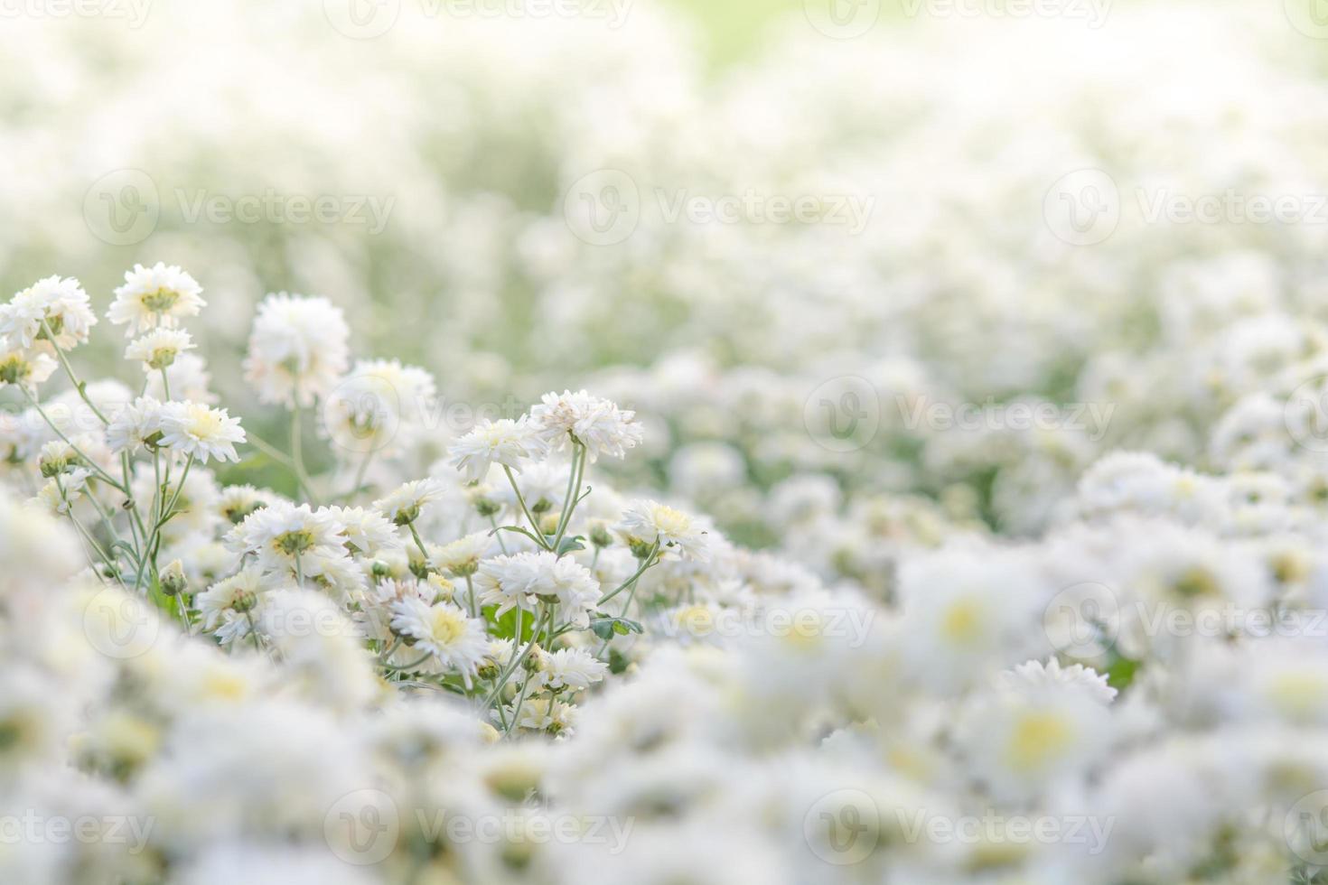 fleurs de chrysanthème blanc, chrysanthème dans le jardin photo