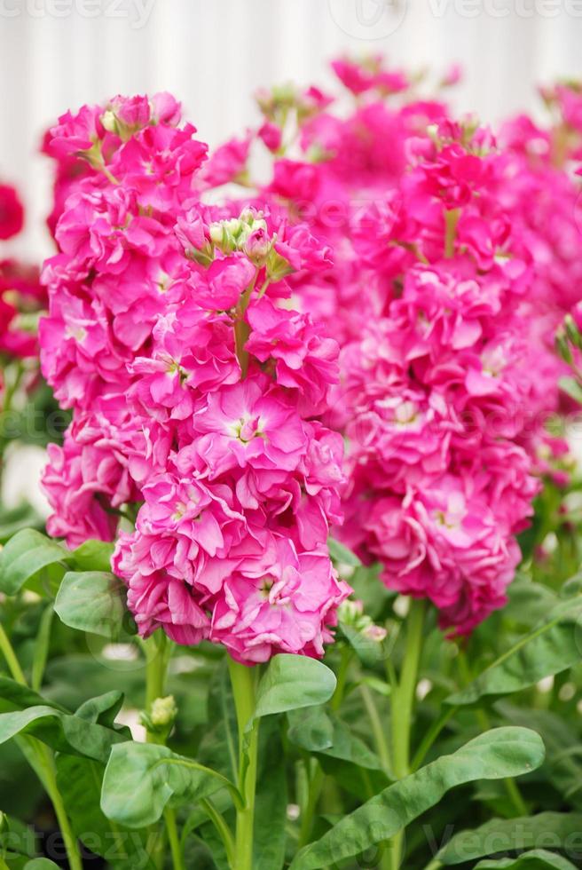 fleur de matthiola incana, fleurs de stock, fleurs coupées en pépinière, pleine floraison. photo